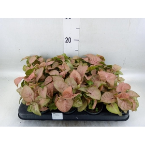 Syngonium  'Red Heart'