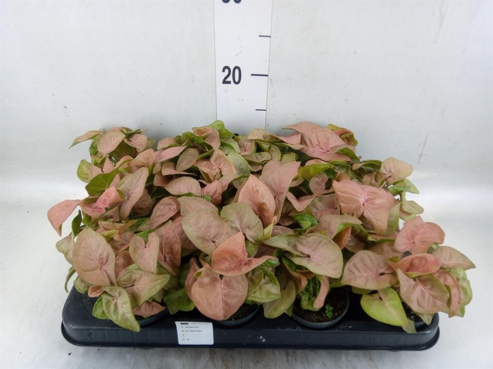 <h4>Syngonium  'Red Heart'</h4>