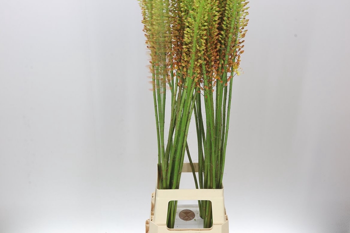 <h4>Eremurus Flash Dance</h4>