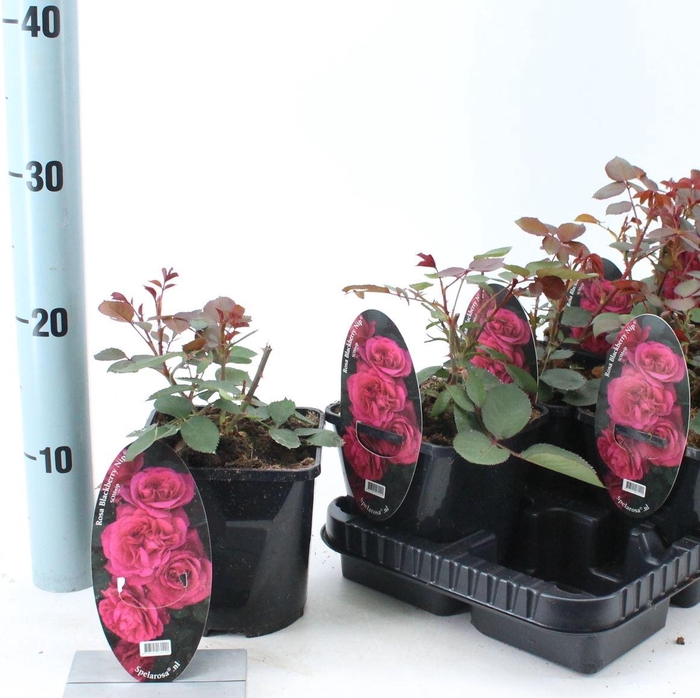 <h4>Rosa</h4>