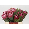 Protea Mix