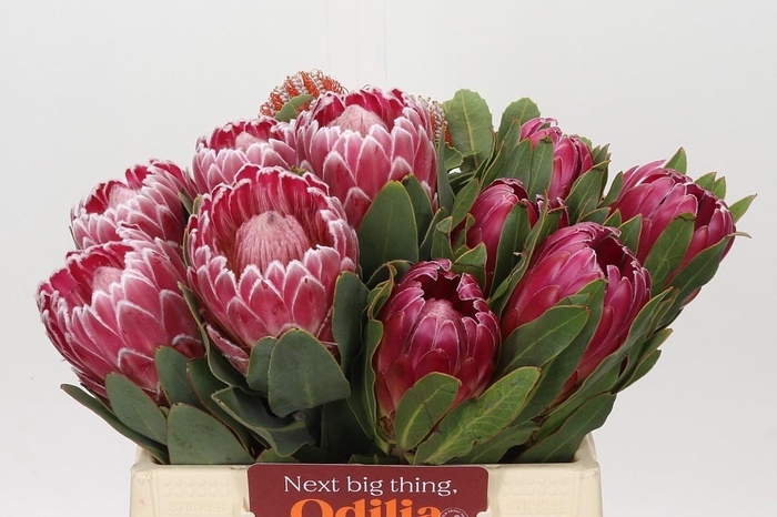 Protea Mix