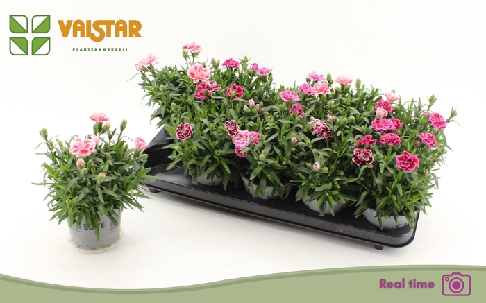 <h4>DIAN OSC GEM</h4>