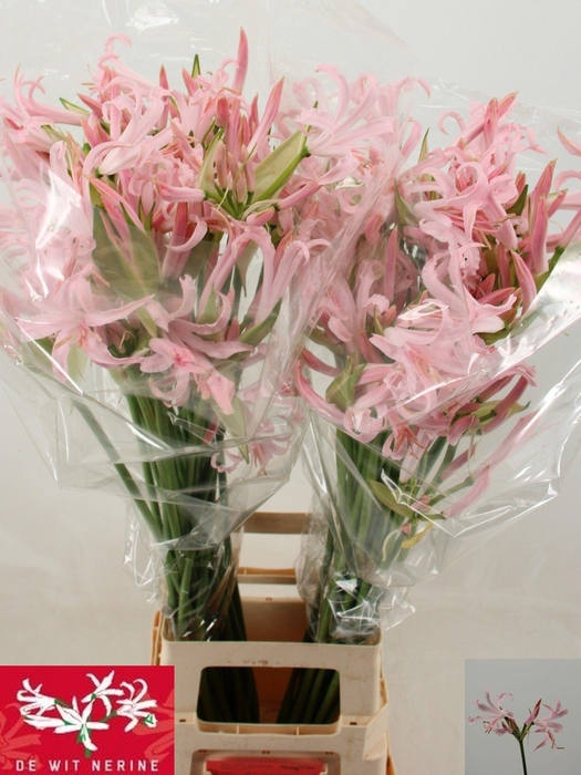 <h4>NE BO SOFIE</h4>