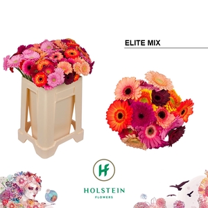 Germini Mix Elite Water