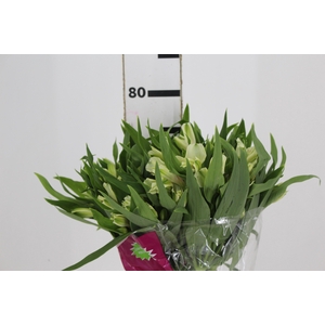 ALSTROEMERIA PRESTIGE 080 CM BRANCO