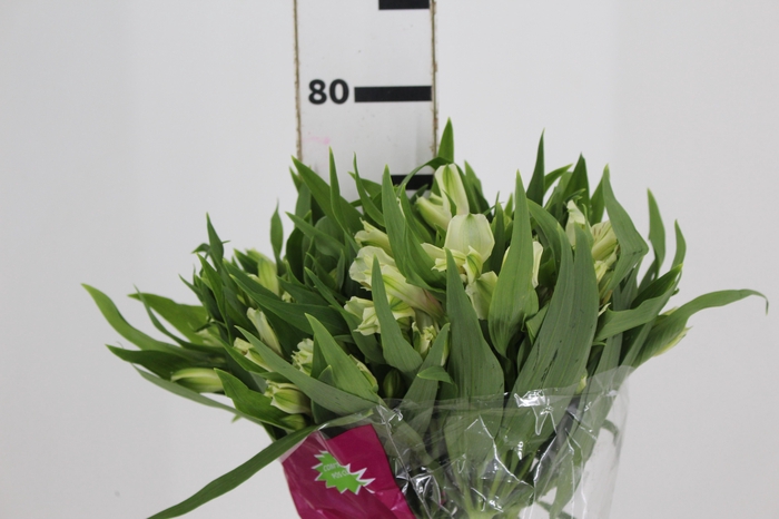 <h4>ALSTROEMERIA PRESTIGE 080 CM BRANCO</h4>