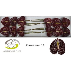 Anthurium andr. 'Showtime'