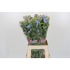 Oxypetalum Tweedia Blue