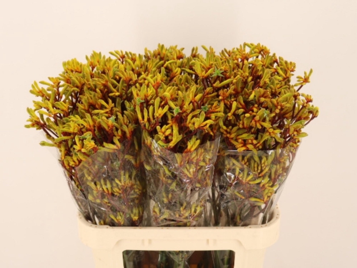 <h4>Anigoz Gold Fever</h4>