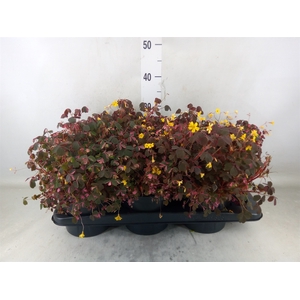 Oxalis   ...