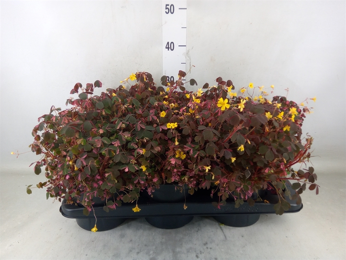 <h4>Oxalis   ...</h4>