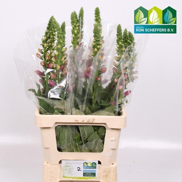 <h4>DIGI CAMELOT ROSE</h4>