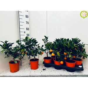 CITR MICROCARPA