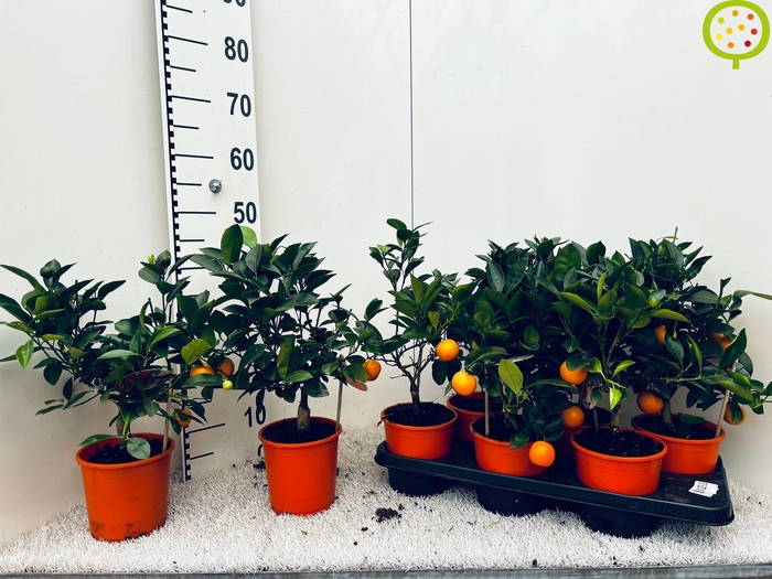 <h4>CITR MICROCARPA</h4>