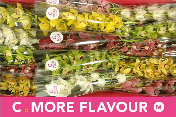 <h4>CYMB MI GEM</h4>