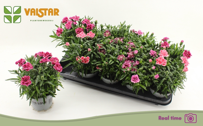 <h4>DIAN OSC GEM</h4>