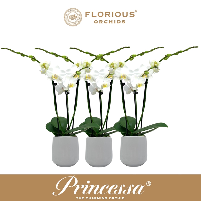 <h4>No9 Phalanopsis 3 Tak Wit+Deco</h4>