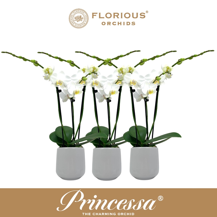 <h4>No9 Phalanopsis 3 Tak Wit+Deco</h4>