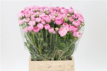 <h4>Ran El Pink</h4>