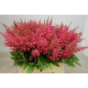 Astilbe Else Schluck