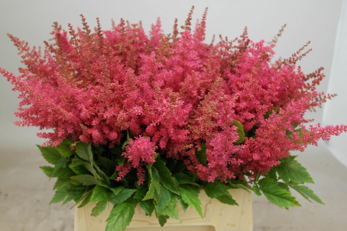 <h4>Astilbe Else Schluck</h4>