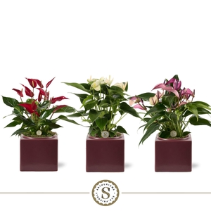 Belicia Burgundy 12cm Mix