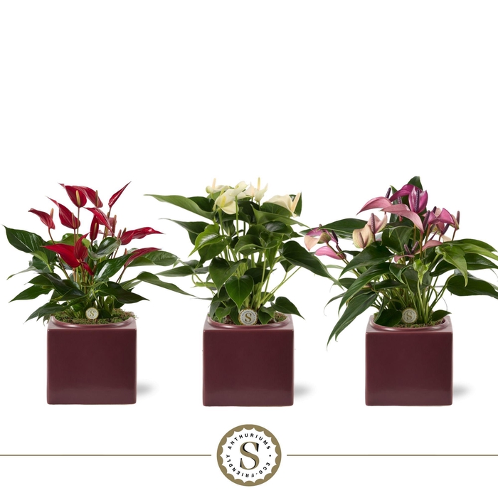 <h4>Belicia Burgundy 12cm Mix</h4>