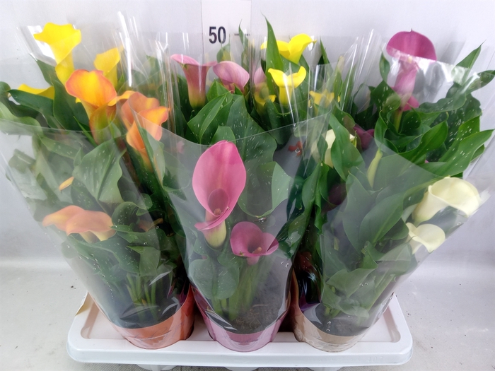 <h4>Zantedeschia   ...mix</h4>