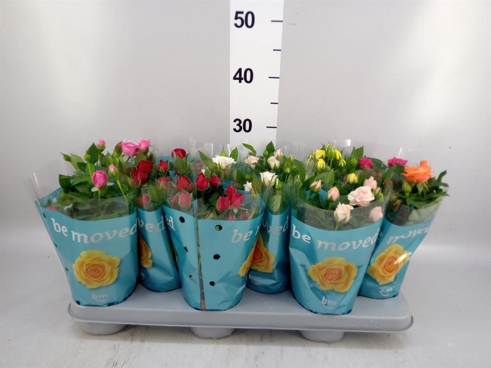 <h4>Rosa  'Beau Monde'   ...mix</h4>