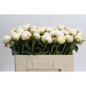 Paeonia Bowl Of Cream