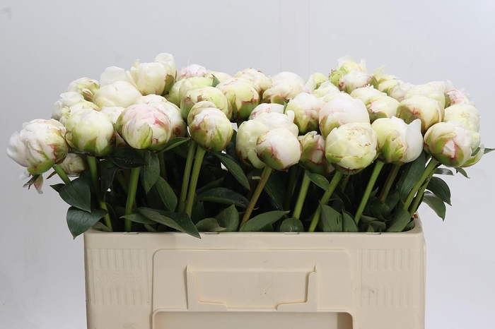 <h4>Paeonia Bowl Of Cream</h4>