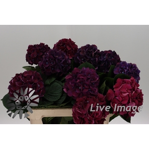 Hydrangea royal king