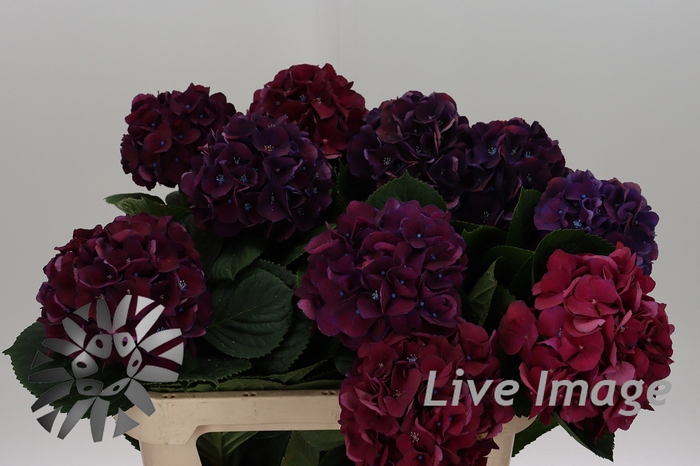 <h4>Hydrangea royal king</h4>