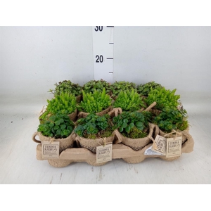 Arr.   Kamerplant Groen L%