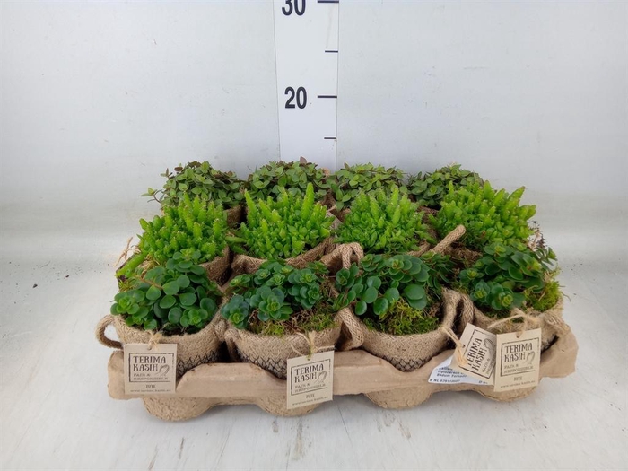 <h4>Arr. Kamerplant Groen L%</h4>