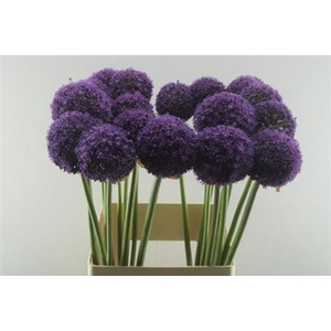 Allium Ambassador