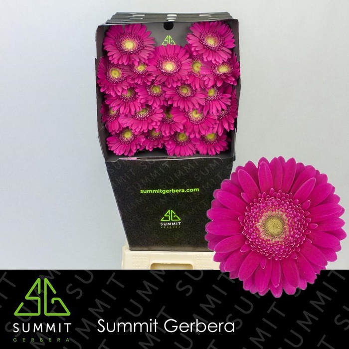 <h4>Germini Vivian Diamond per kaart</h4>