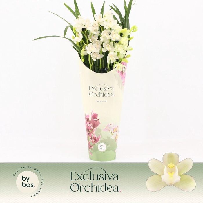 <h4>Cymbidium, Ice Dance 5-spike P14 'Exclusiva Orchidea' Potcover</h4>