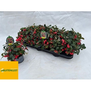 Gaultheria Pro Big Berry P11