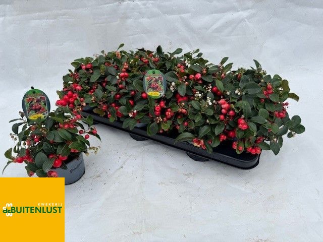 <h4>Gaultheria Pro Big Berry P11</h4>