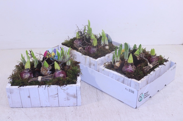 <h4>ARR BOL KNOLGEWAS</h4>