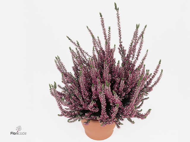 Calluna vulg. 'Garden G Amethyst'