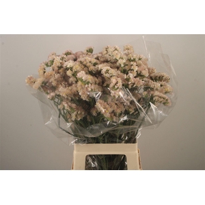 Lim S Apricot Sun Birds