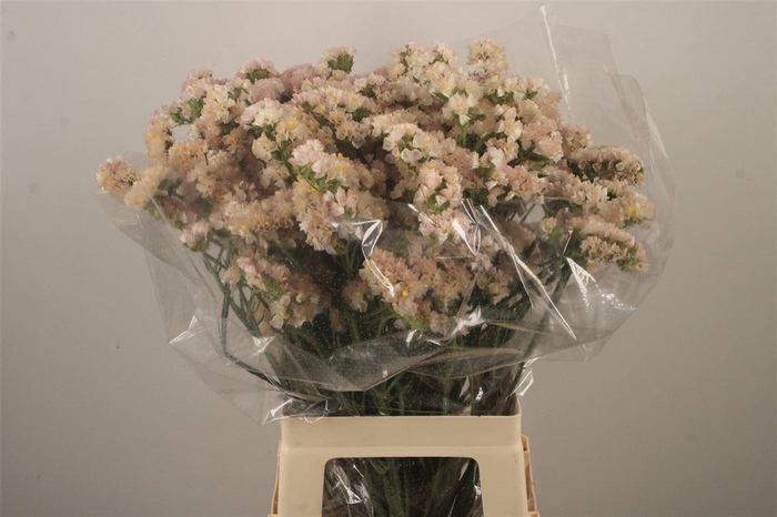 <h4>Lim S Apricot Sun Birds</h4>