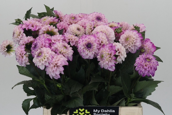<h4>Dahlia Genova</h4>