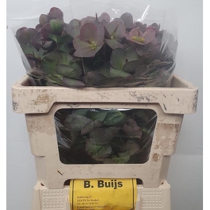 HELL FRK PENNYS PINK