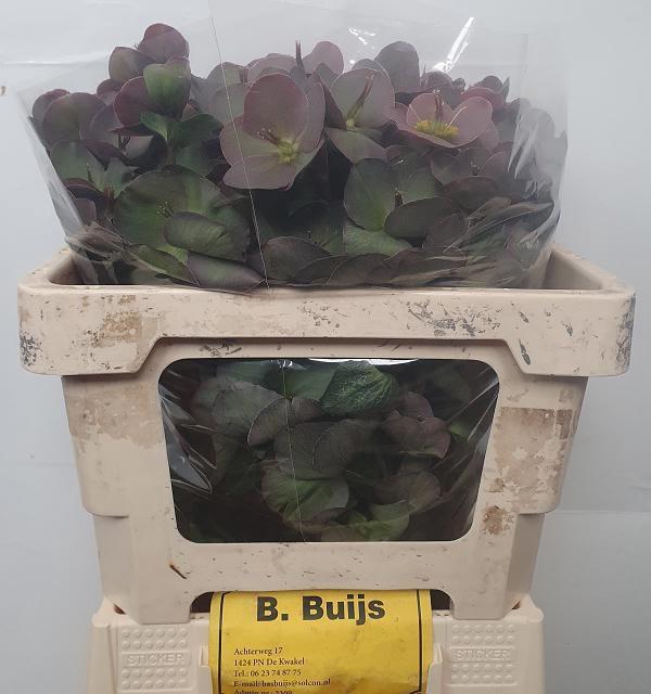 <h4>HELL FRK PENNYS PINK</h4>