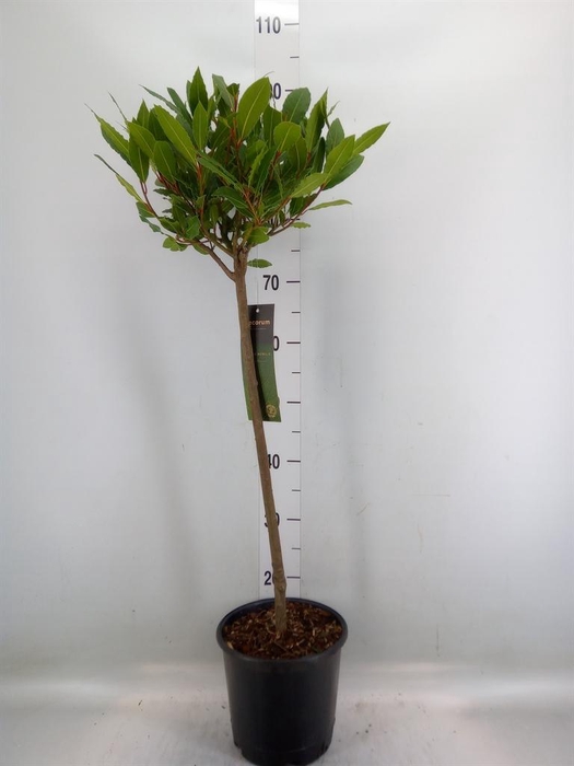 <h4>Laurus nobilis</h4>