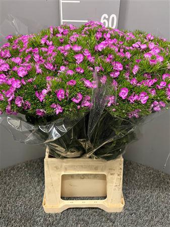 <h4>Di Barb Aldo Capri</h4>